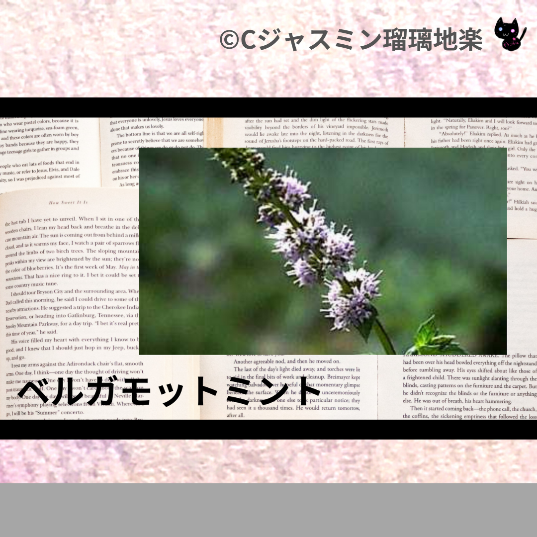 ベルガモットミント(精油)＠botanical-study.com
