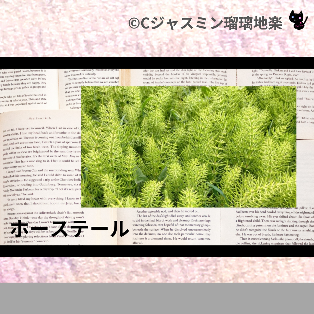 ホーステール(ハーブ)＠botanical-study.com
