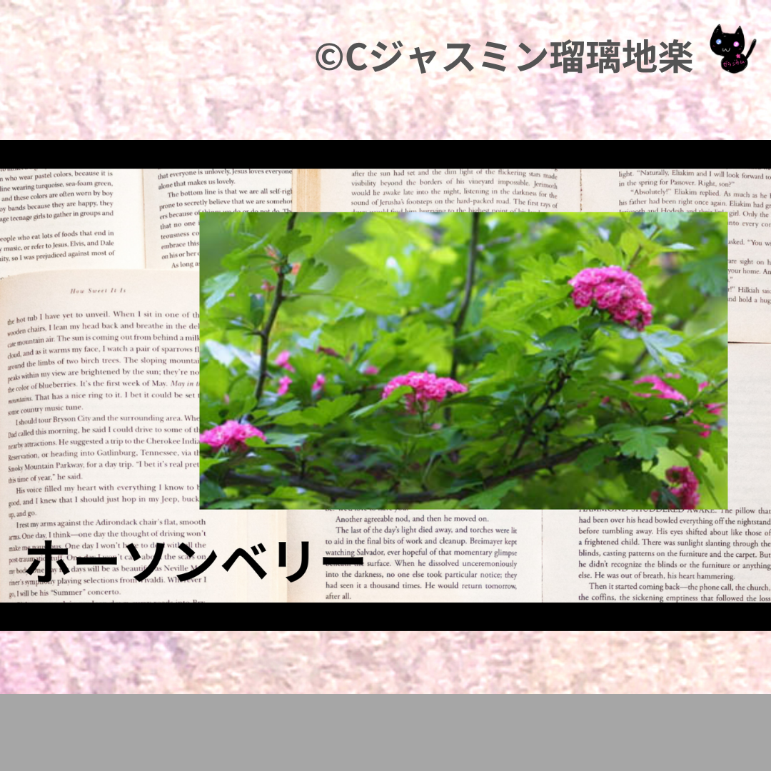 ホーソンベリー(ハーブ)＠botanical-study.com