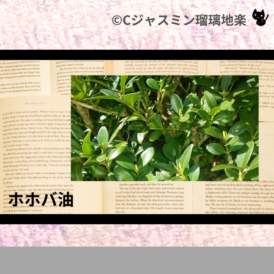 ホホバ油(基材)＠botanical-study.com