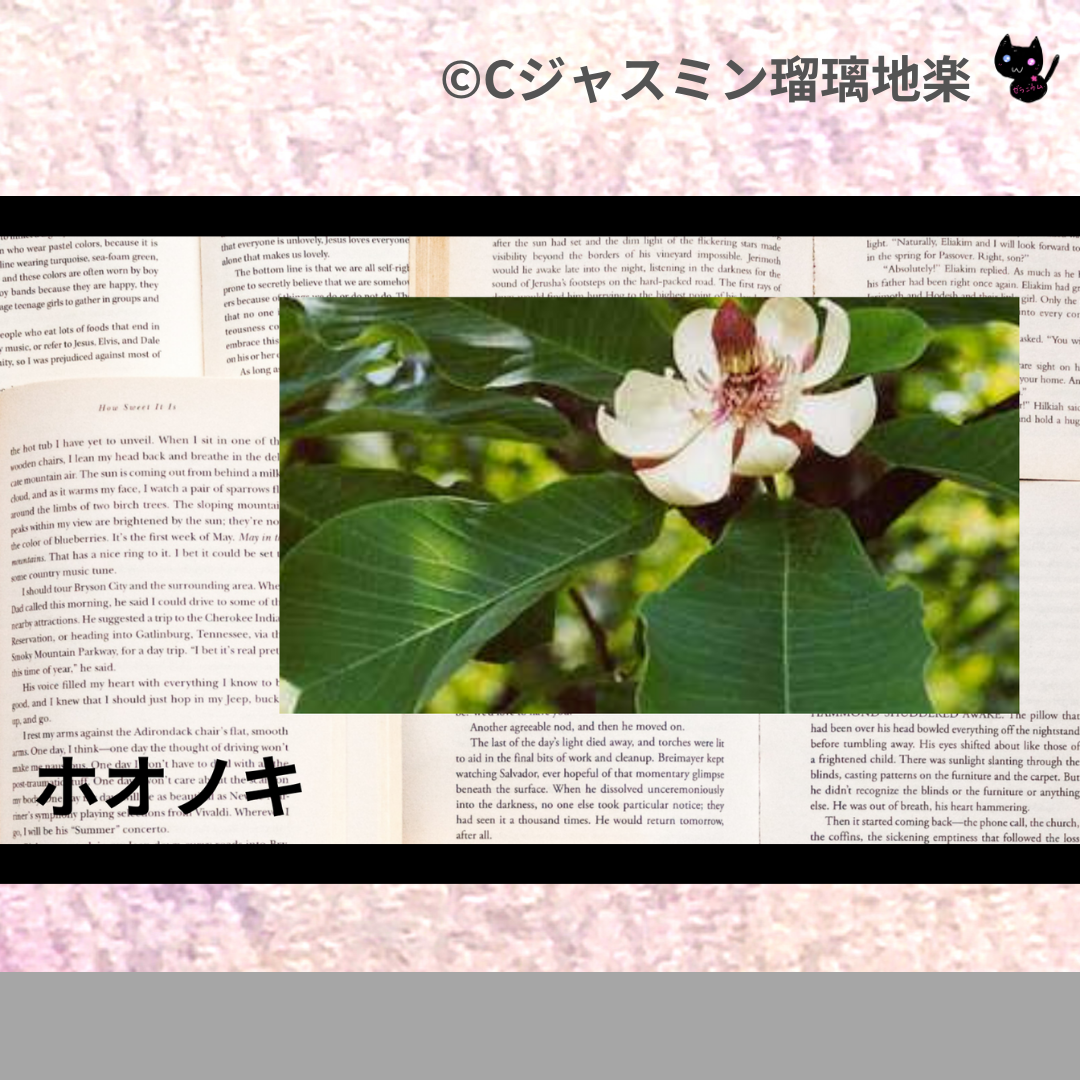 ホオノキ(ハーブ)＠botanical-study.com