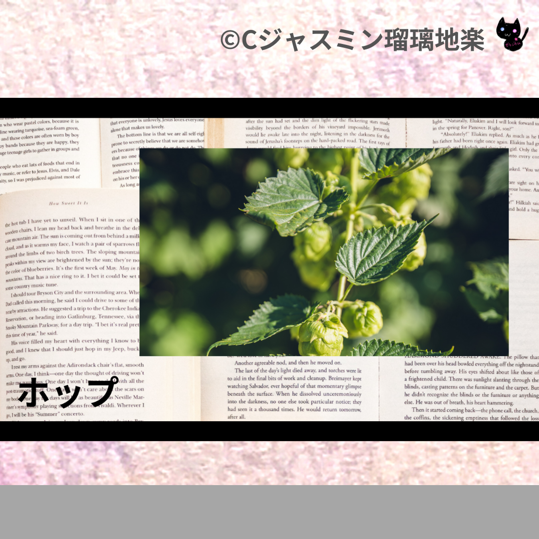 ホップ(ハーブ)＠botanical-study.com