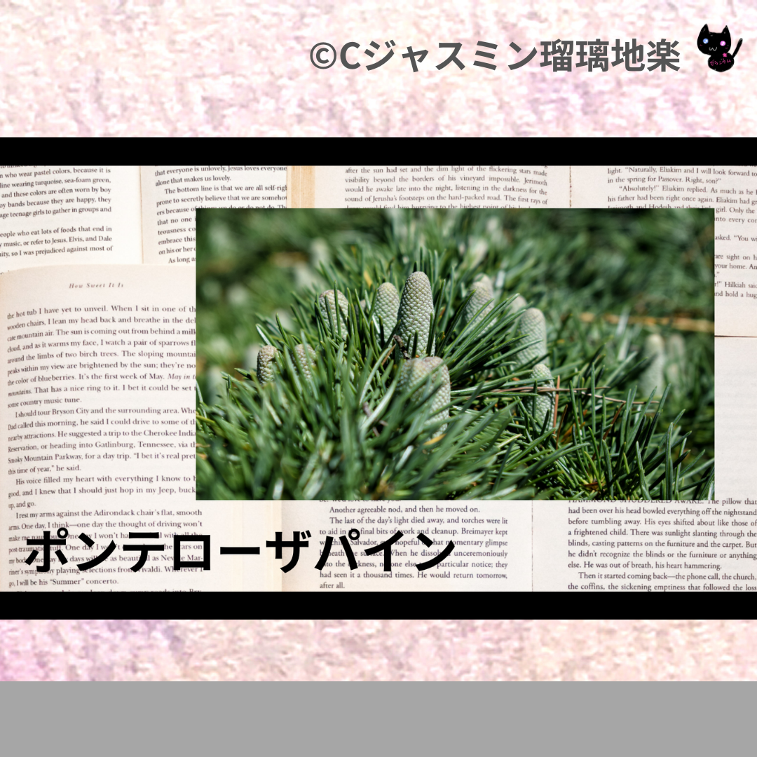 ポンテローザパイン(精油)＠botanical-study.com