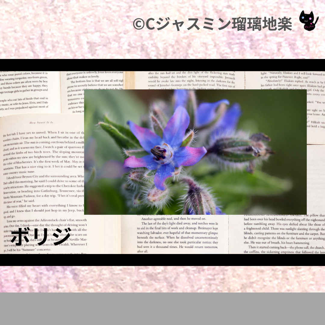 ボリジ(ハーブ)＠botanical-study.com