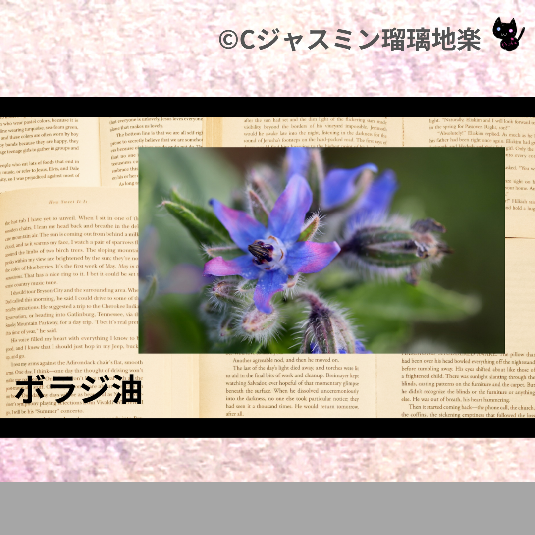 ボラジ油(基材)＠botanical-study.com