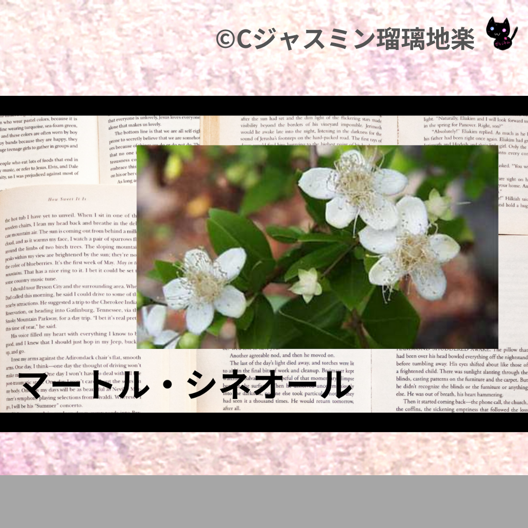 マートル・シネオール(精油)＠botanical-study.com