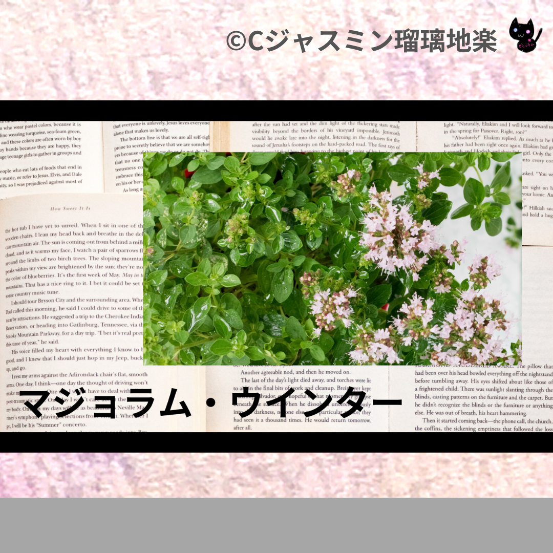 マジョラム・ウインター(精油)＠botanical-study.com