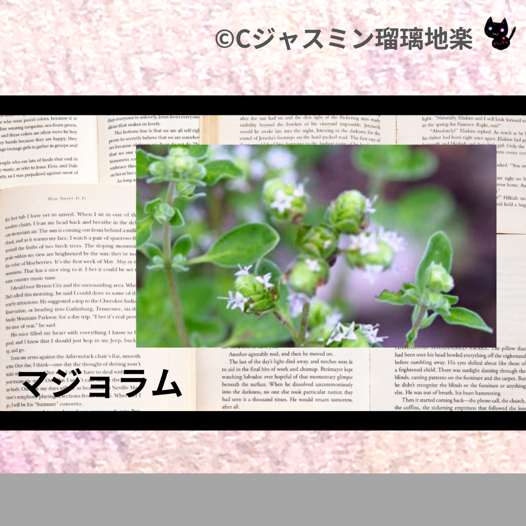 マジョラム(精油・ハーブ・スパイス)＠botanical-study.com