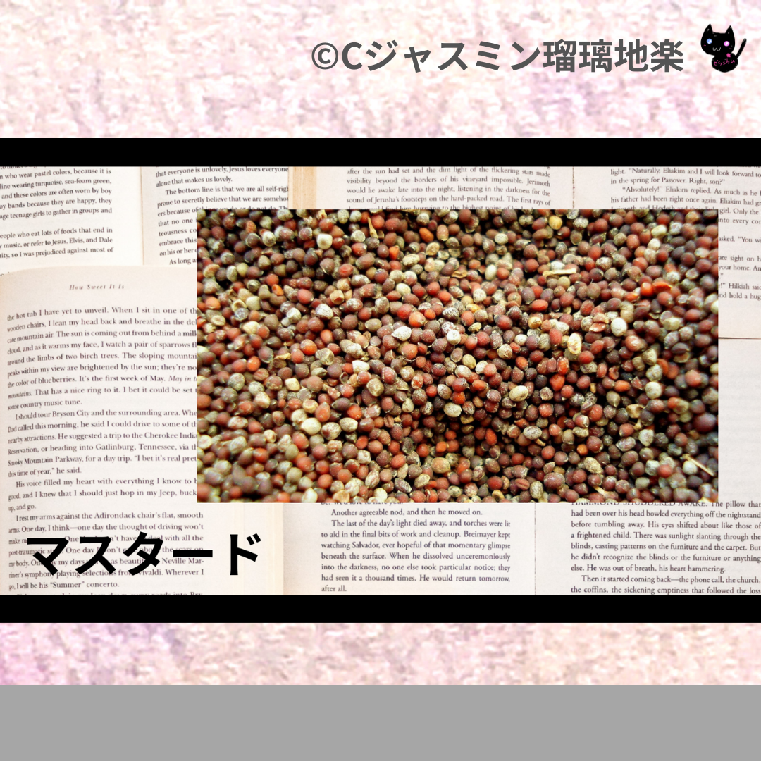 マスタード(ハーブ・スパイス)＠botanical-study.com
