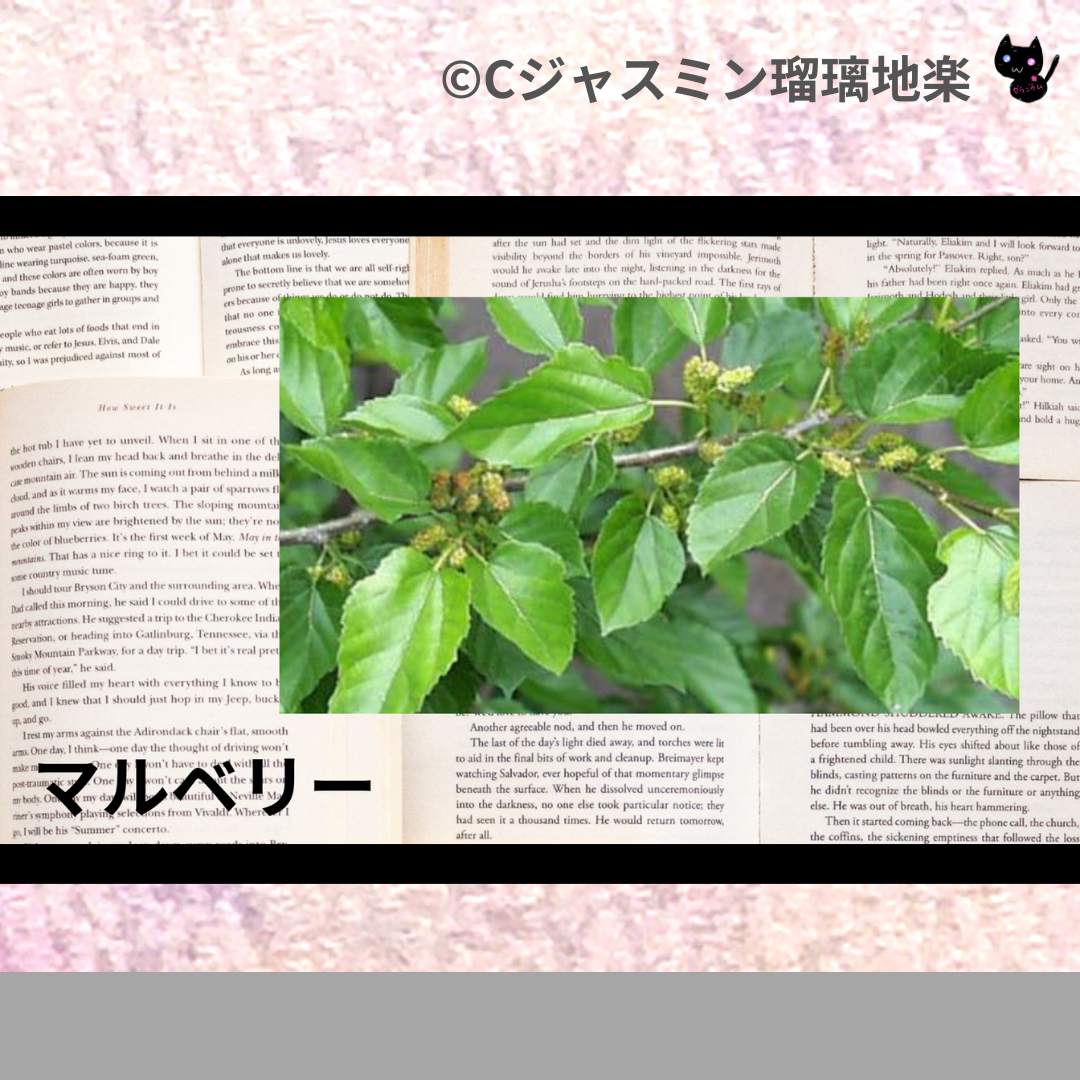 マルベリー(ハーブ)＠botanical-study.com