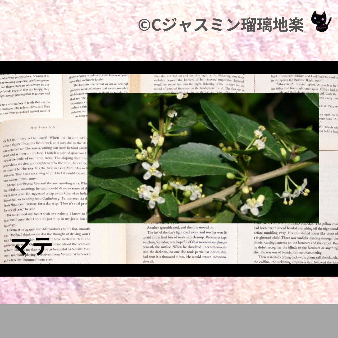 マテ(ハーブ)＠botanical-study.com