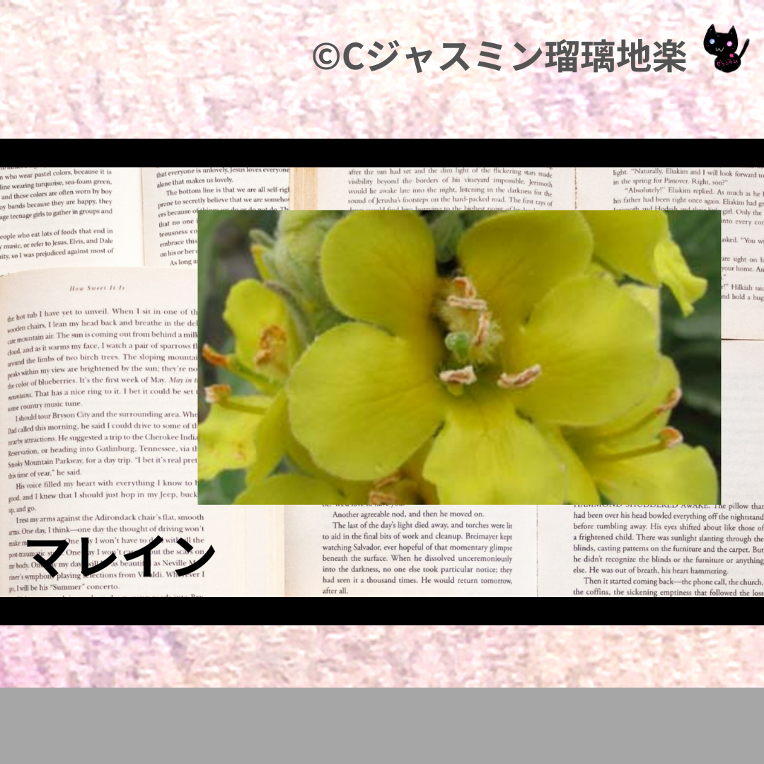 マレイン(ハーブ)＠botanical-study.com