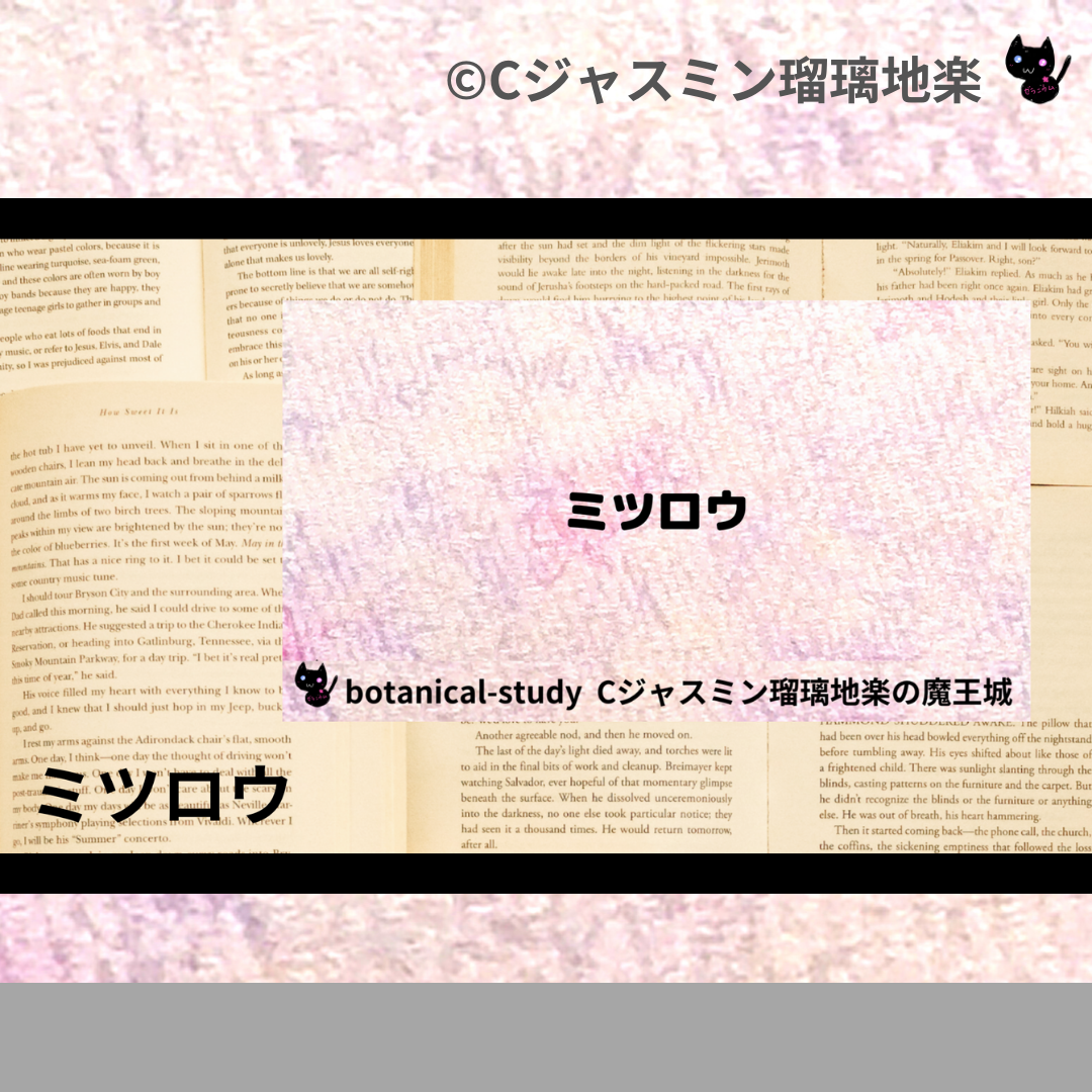 ミツロウ(基材)＠botanical-study.com