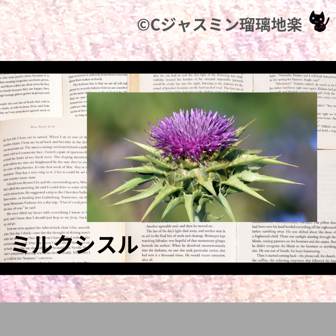 ミルクシスル(ハーブ)＠botanical-study.com