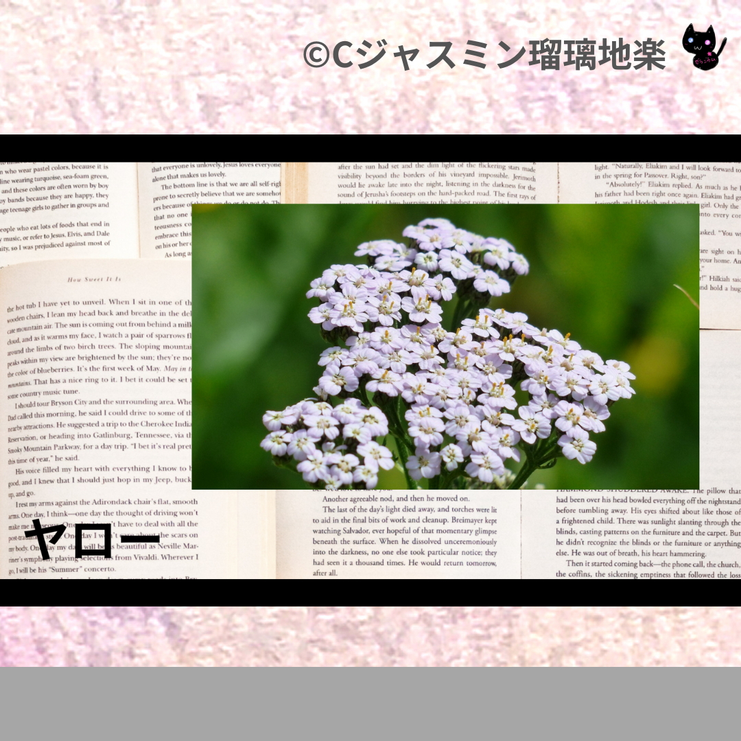 ヤロー(ハーブ)＠botanical-study.com
