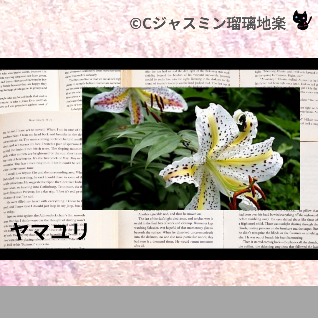 ヤマユリ(ハーブ)＠botanical-study.com