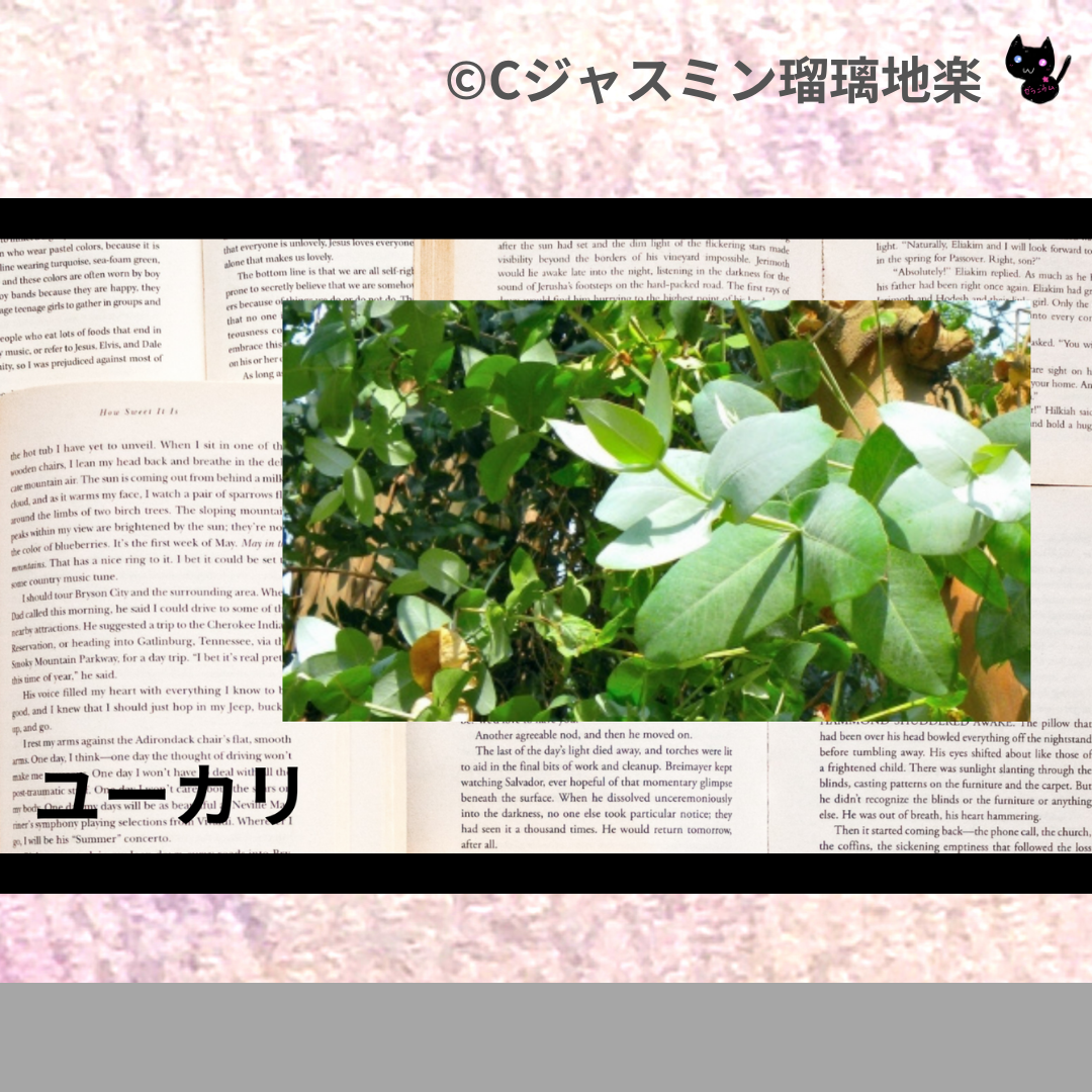 ユーカリ(ハーブ)＠botanical-study.com