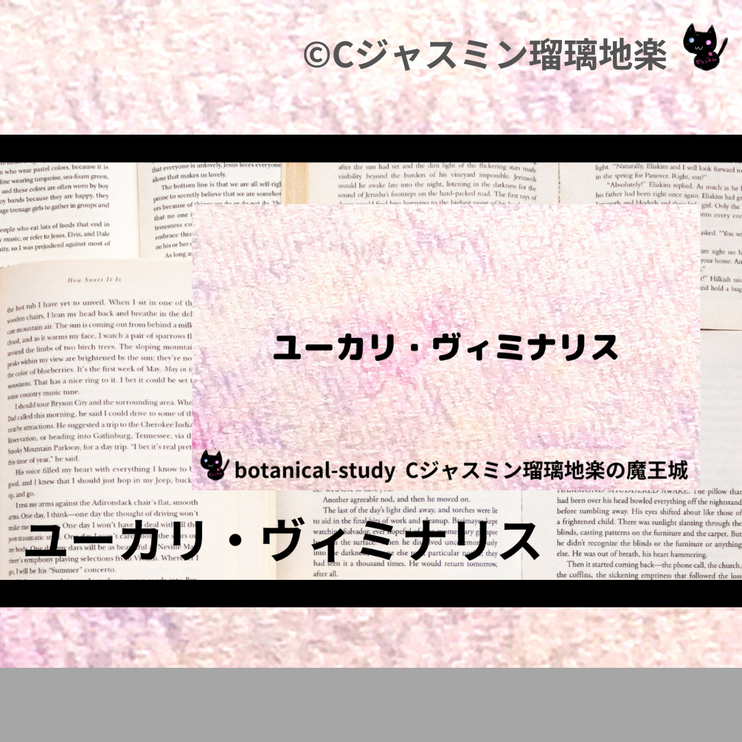 ユーカリ・ヴィミナリス(精油)＠botanical-study.com