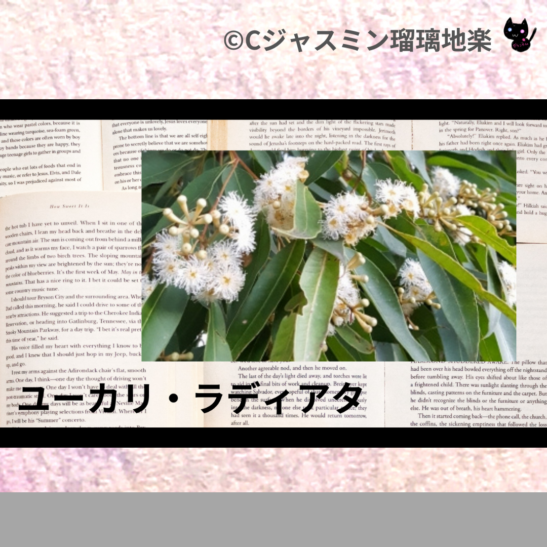 ユーカリ・ラディアタ(精油)＠botanical-study.com