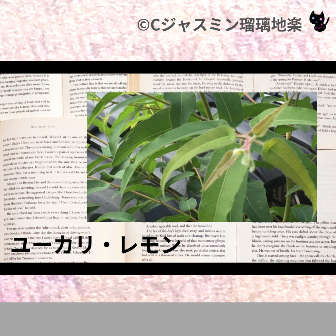 ユーカリ・レモン(精油)＠botanical-study.com