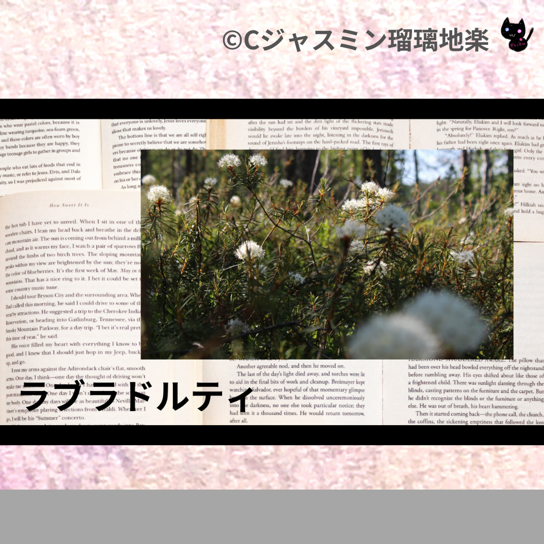 ラブラドルティ(精油)＠botanical-study.com