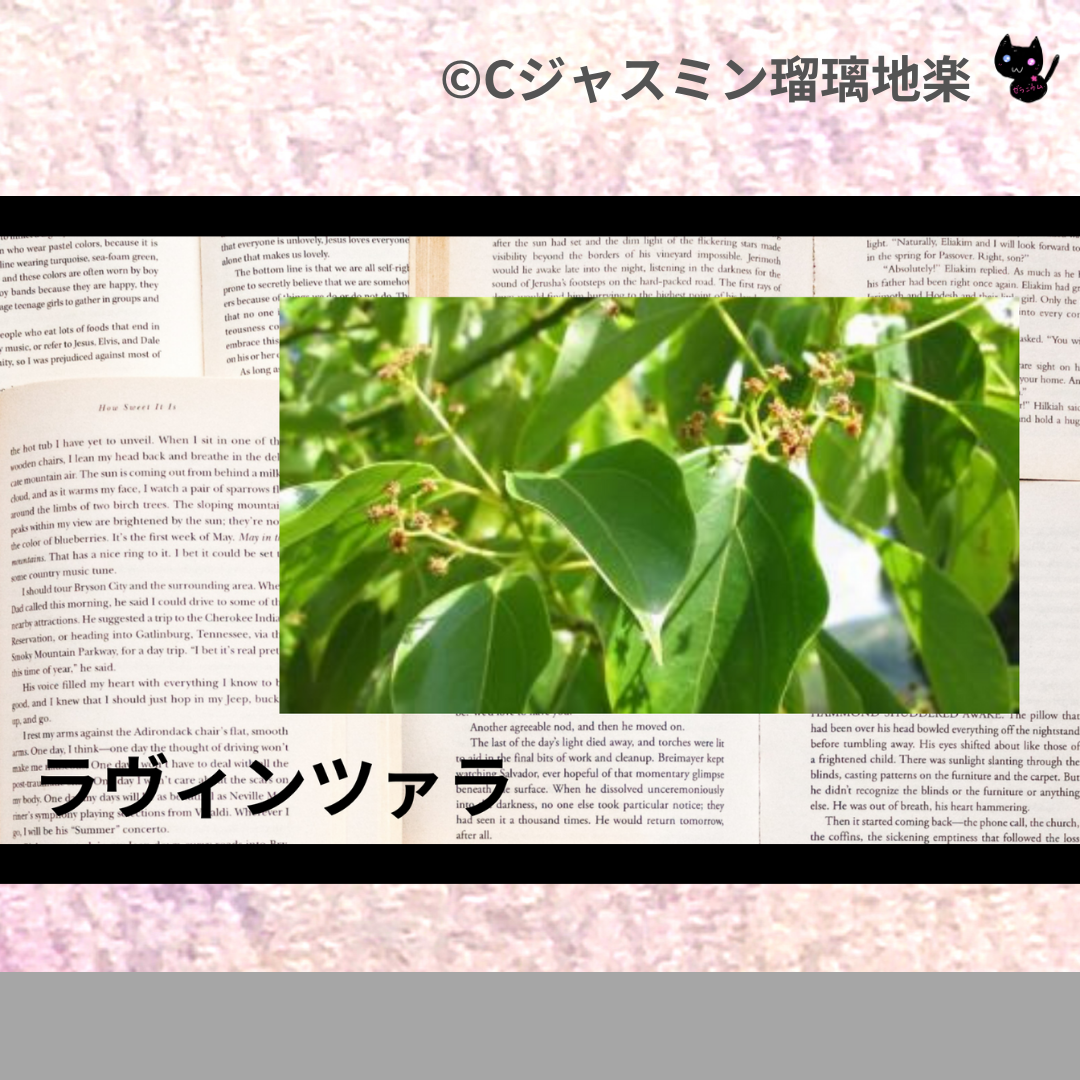 ラヴィンツァラ(精油)＠botanical-study.com