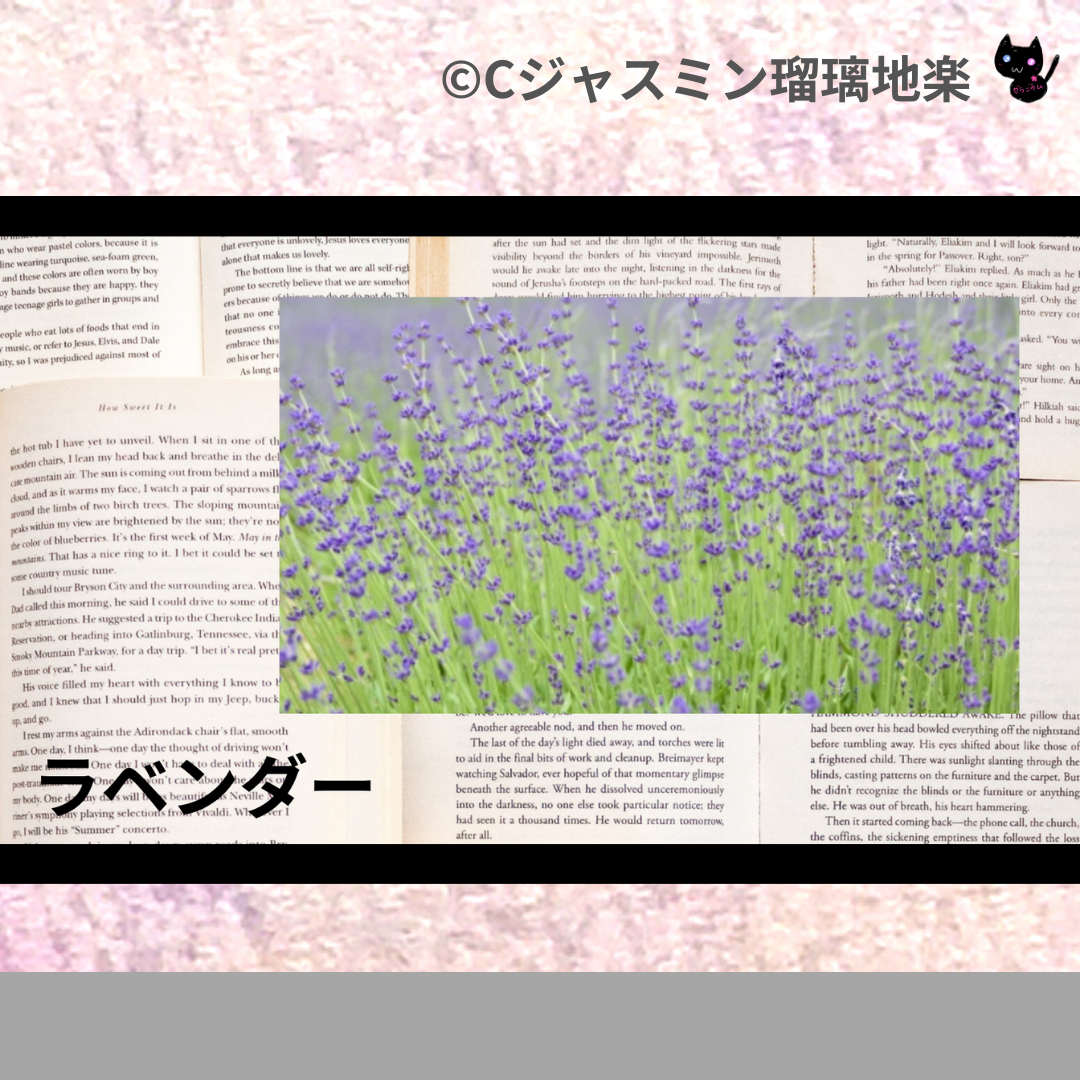 ラベンダー(ハーブ)＠botanical-study.com