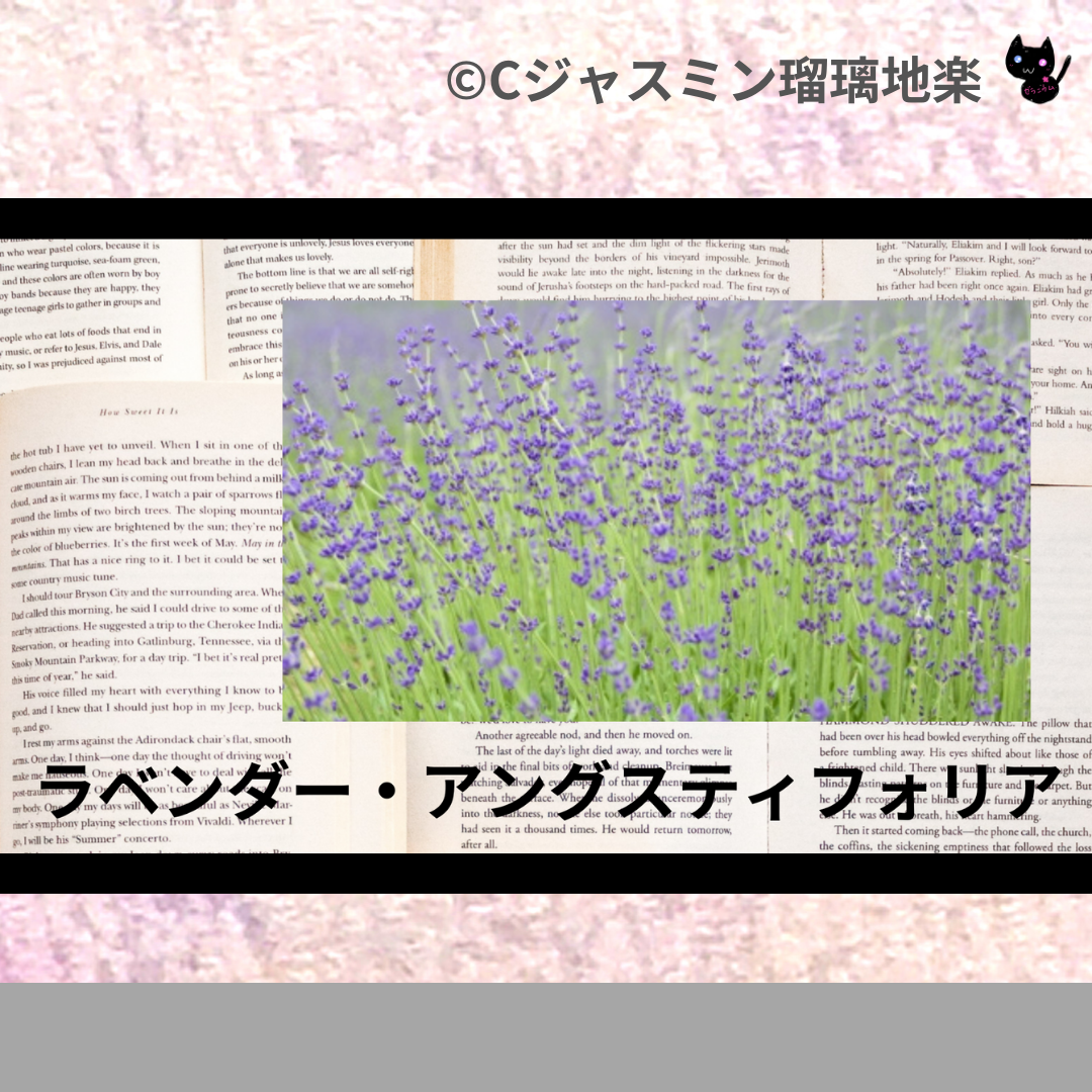 ラベンダー・アングスティフォリア(精油)＠botanical-study.com