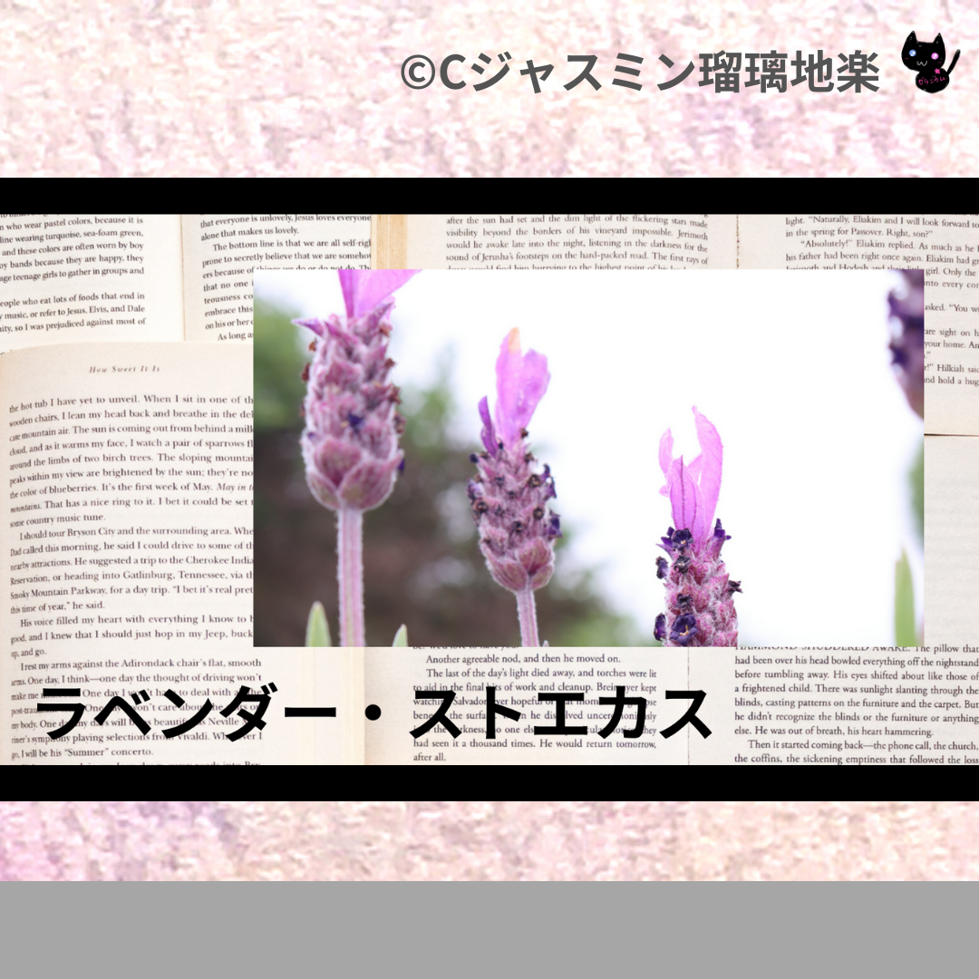 ラベンダー・ストエカス(精油)＠botanical-study.com
