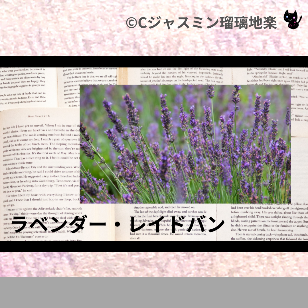 ラベンダー・レイドバン(精油)＠botanical-study.com