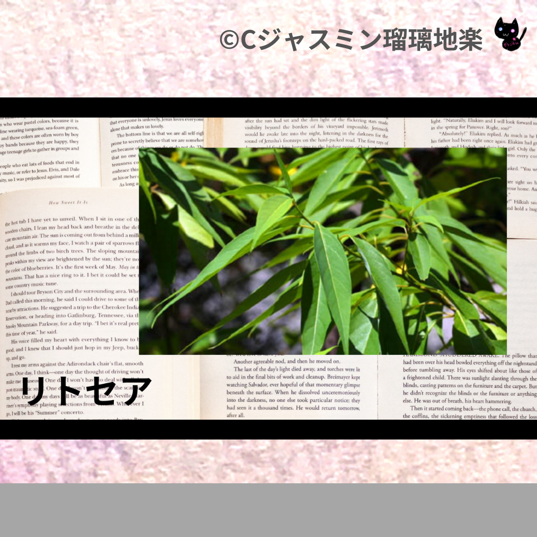 リトセア(精油)＠botanical-study.com