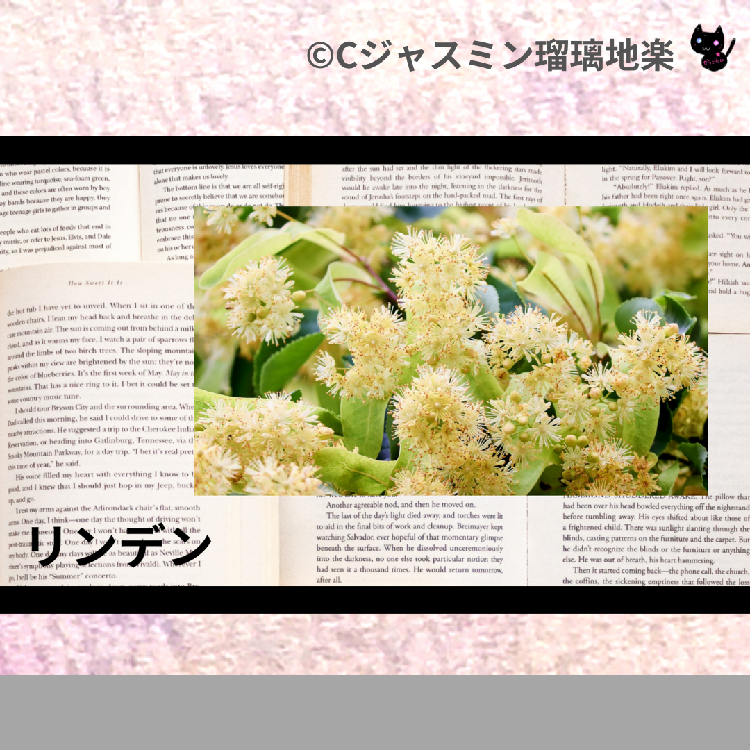 リンデン(ハーブ)＠botanical-study.com