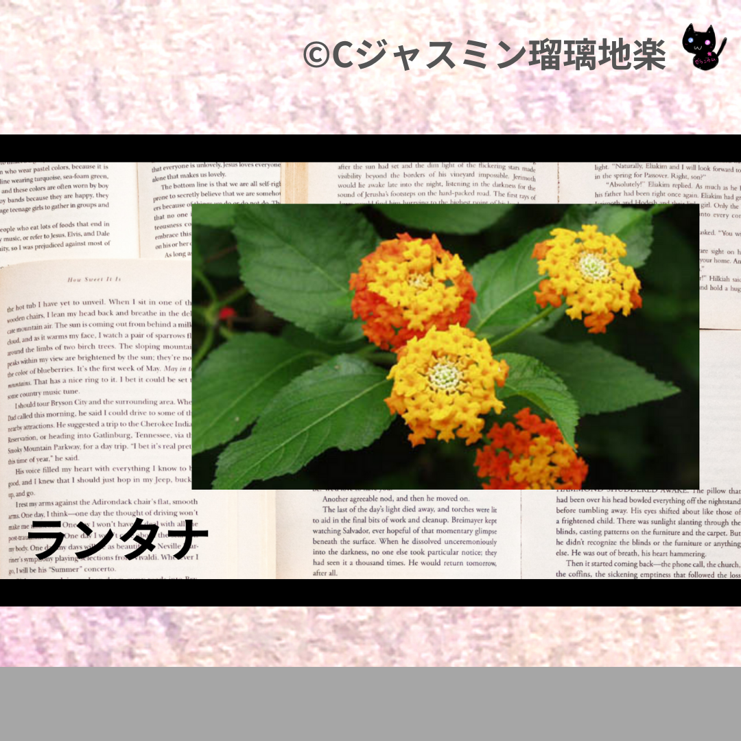 ランタナ(精油)＠botanical-study.com