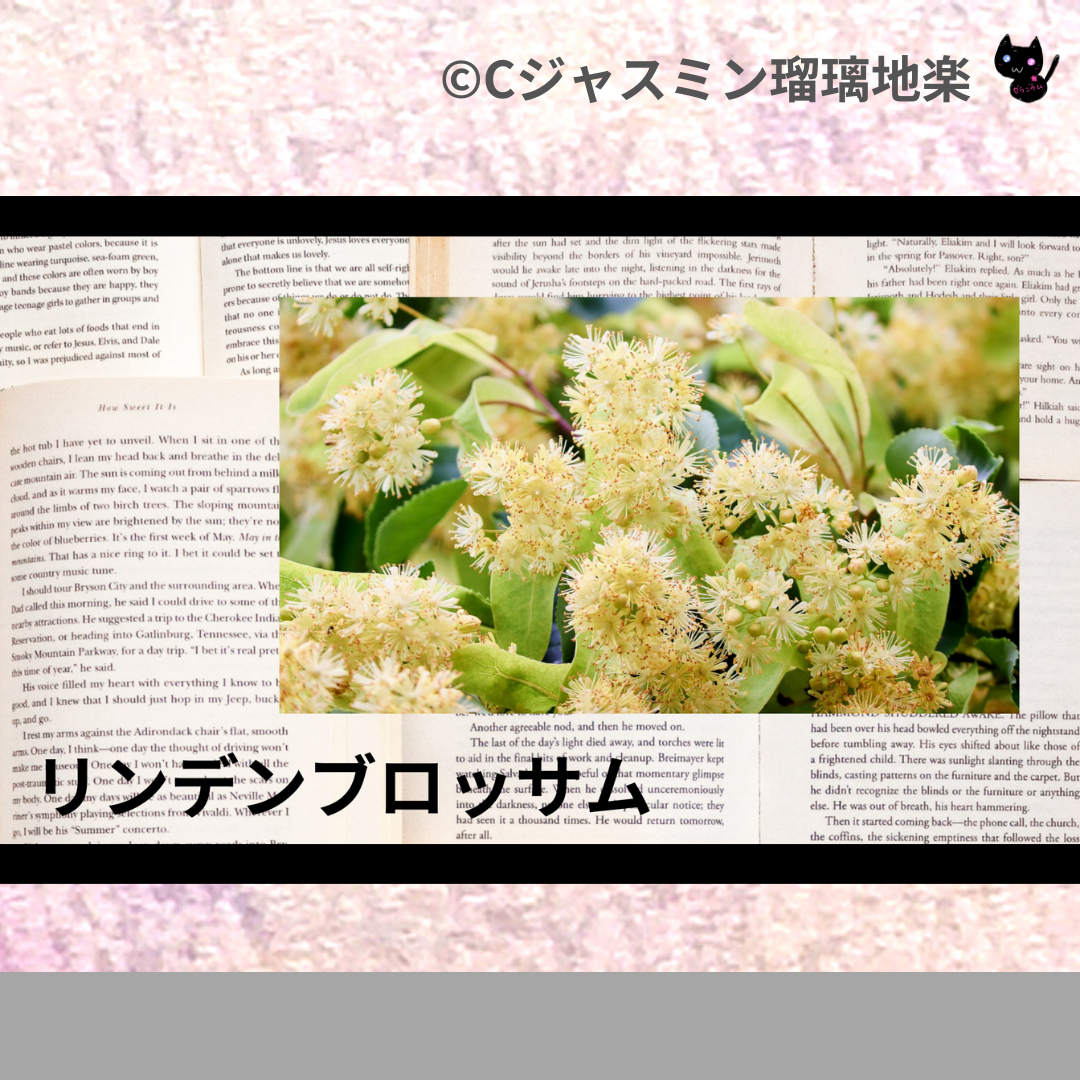 リンデンブロッサム(精油)＠botanical-study.com