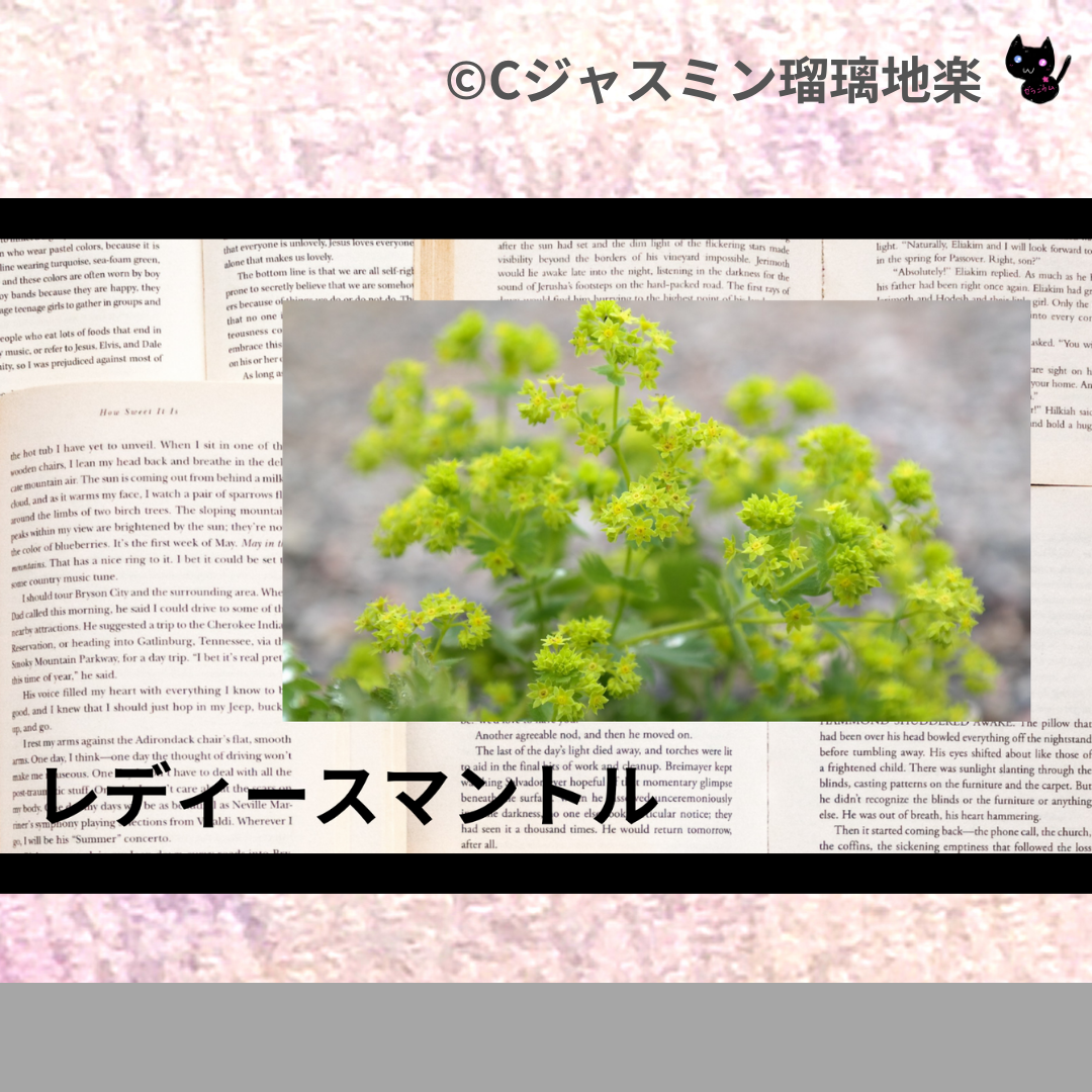 レディースマントル(ハーブ)＠botanical-study.com