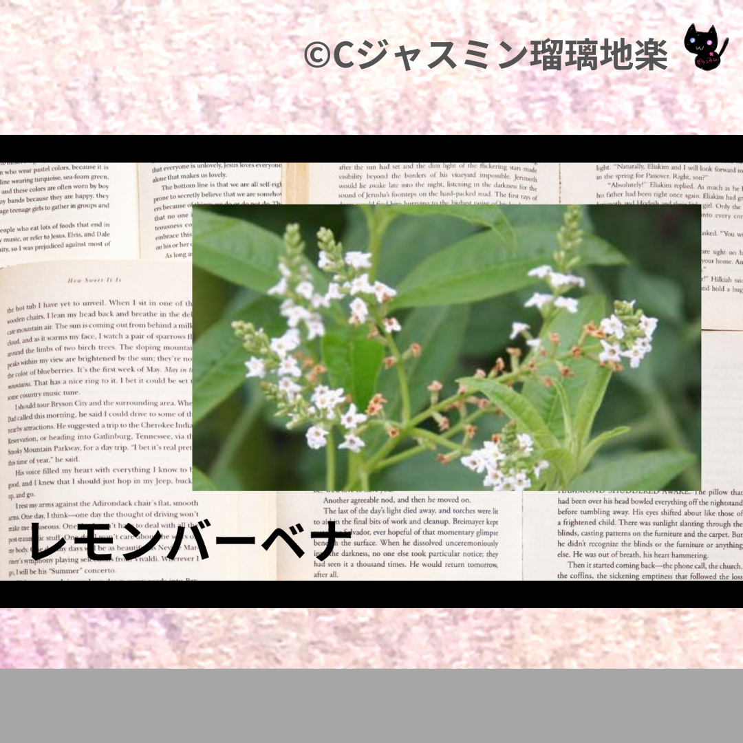 レモンバーベナ(精油・ハーブ)＠botanical-study.com