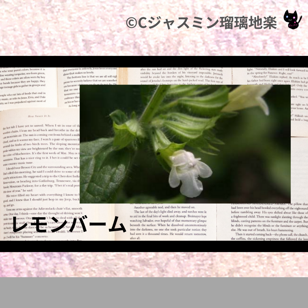 レモンバーム(精油・ハーブ)＠botanical-study.com