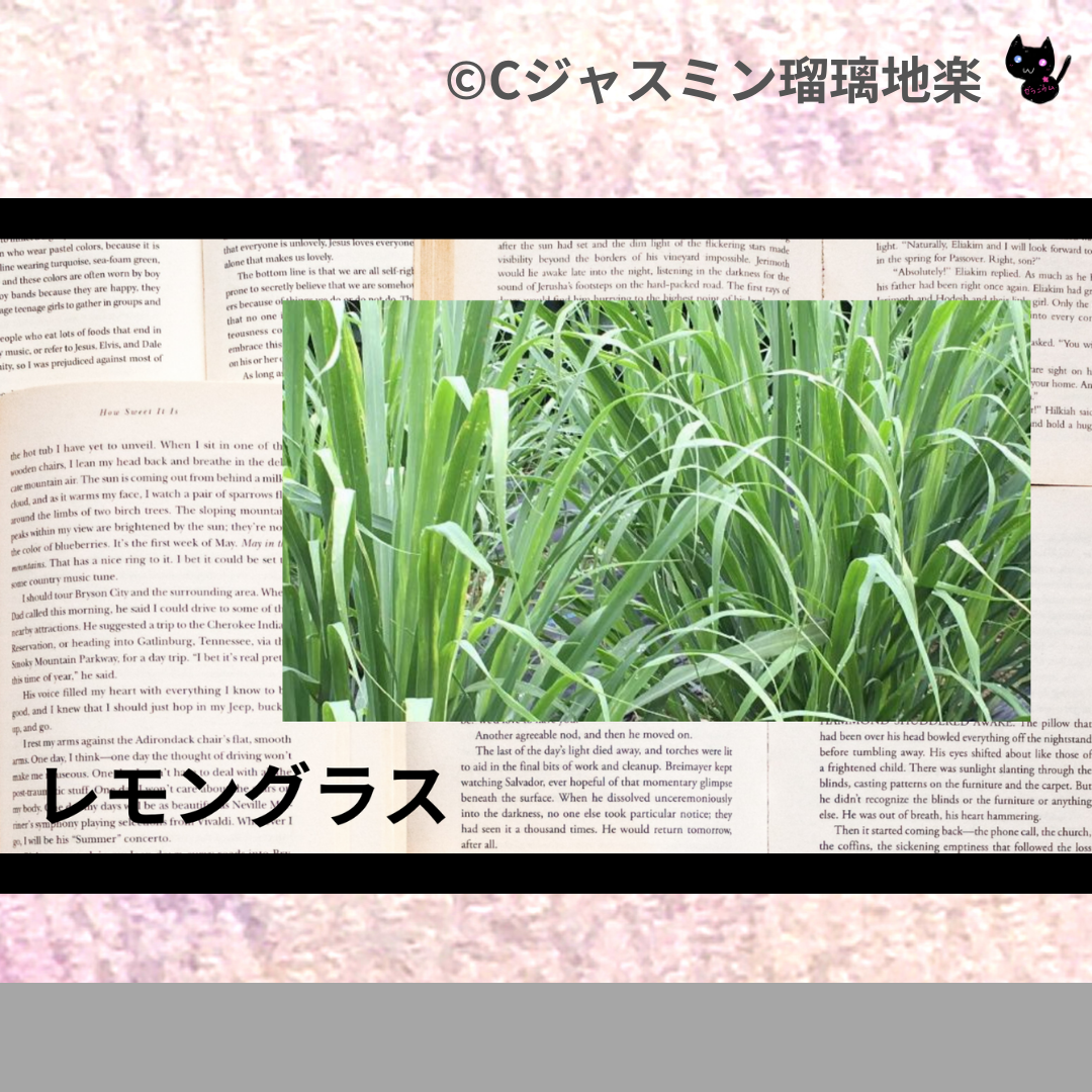 レモングラス(精油・ハーブ・スパイス)＠botanical-study.com