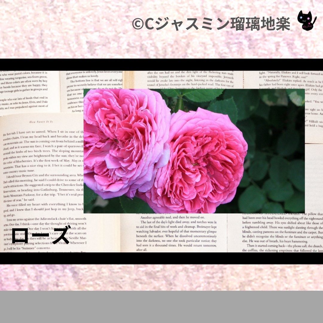 ローズ(精油)＠botanical-study.com