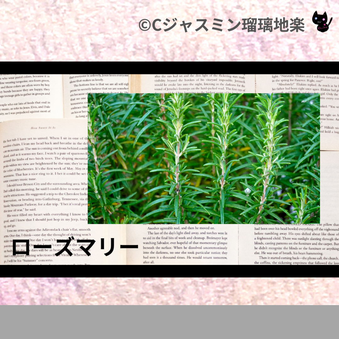 ローズマリー(精油・ハーブ・スパイス)＠botanical-study.com