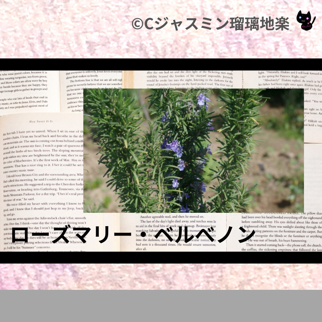 ローズマリー・ベルベノン(精油)＠botanical-study.com