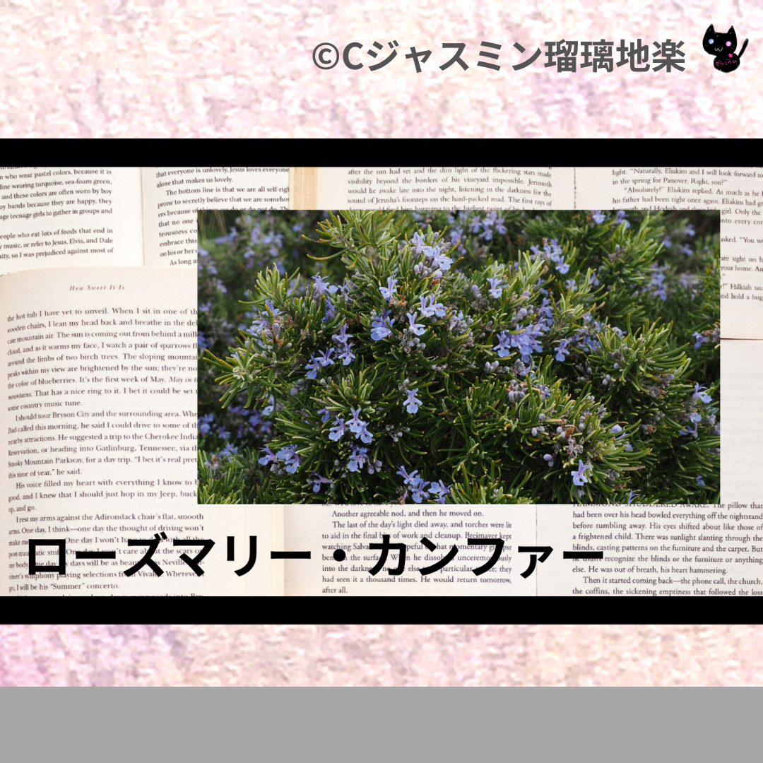 ローズマリー・カンファー(精油)＠botanical-study.com