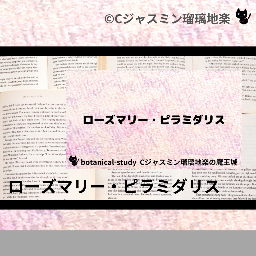 ローズマリー・ピラミダリス(精油)＠botanical-study.com