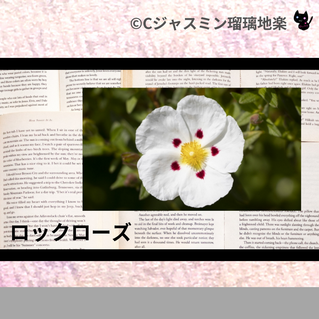 ロックローズ(精油)＠botanical-study.com