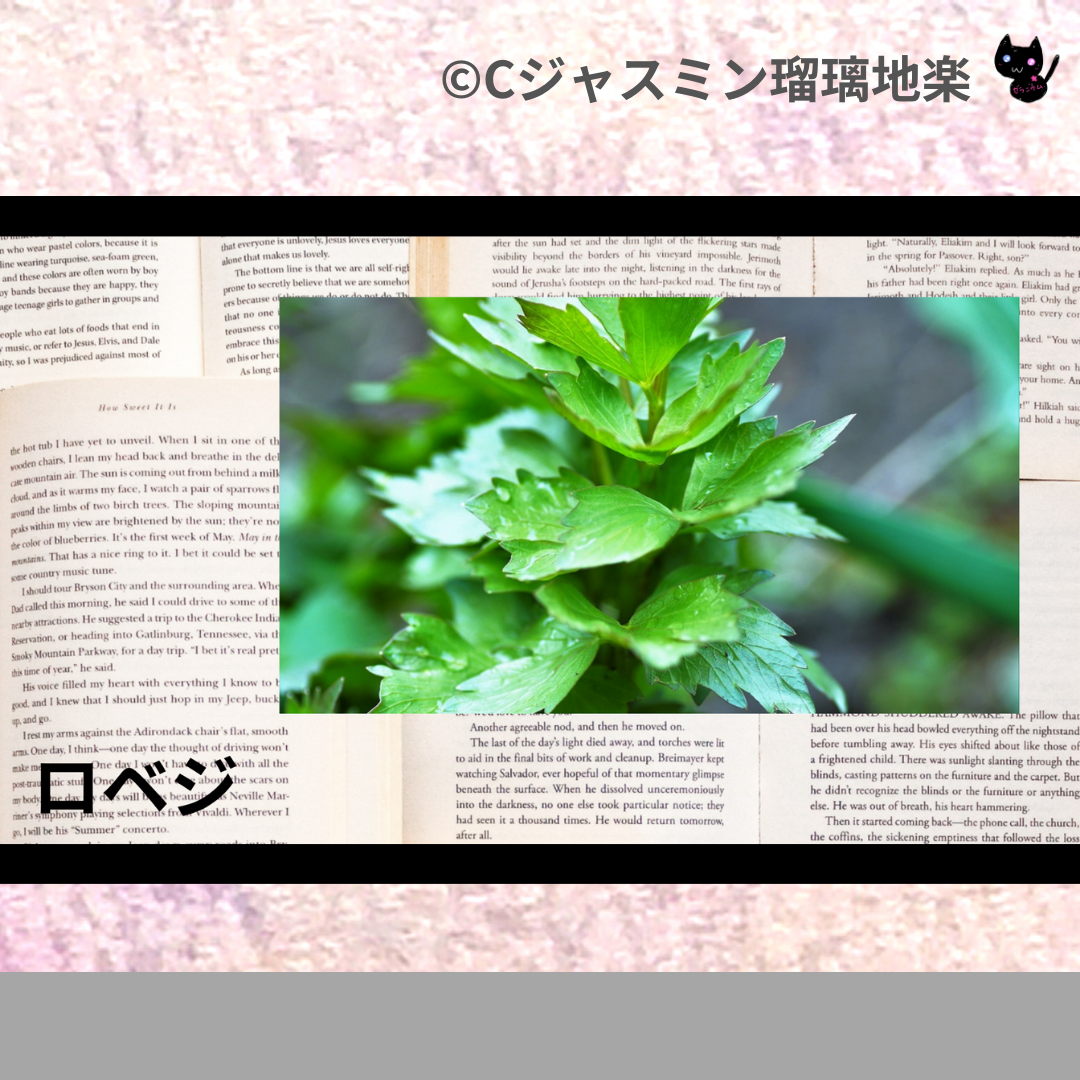 ロベジ(精油)＠botanical-study.com