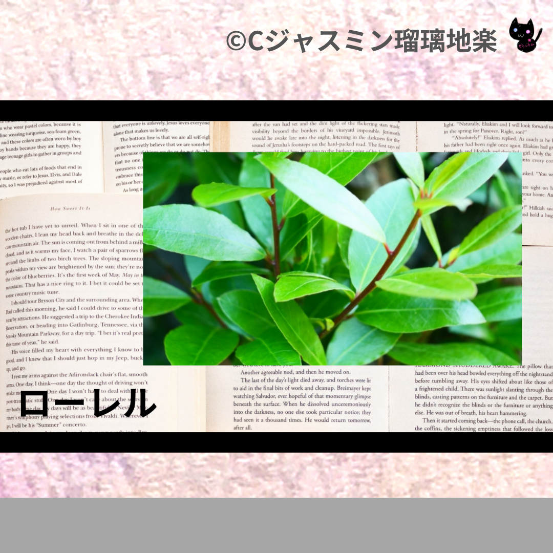 ローレル(精油・ハーブ・スパイス)＠botanical-study.com