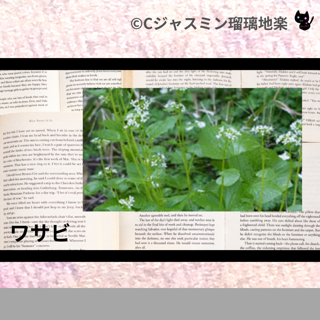 ワサビ(ハーブ)＠botanical-study.com