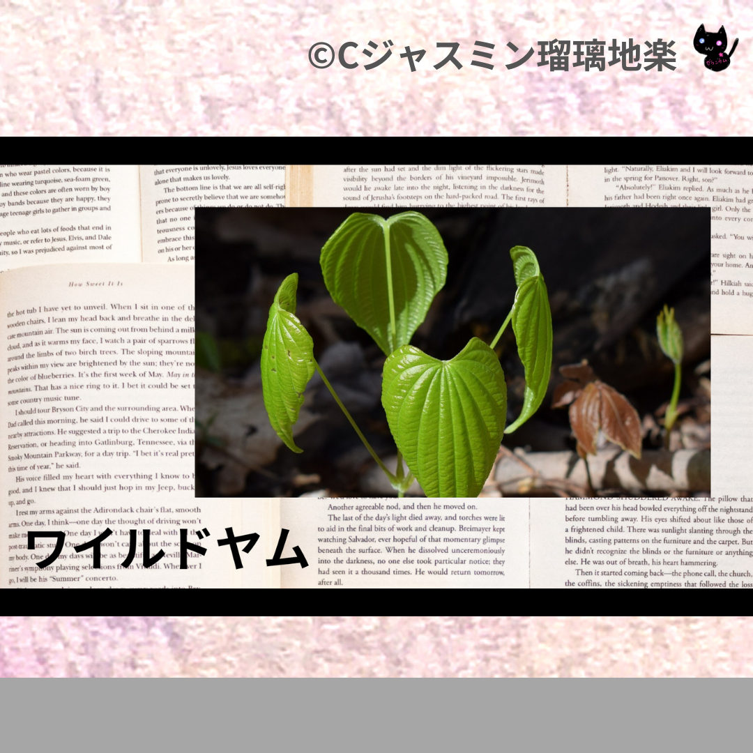 ワイルドヤム(ハーブ)＠botanical-study.com
