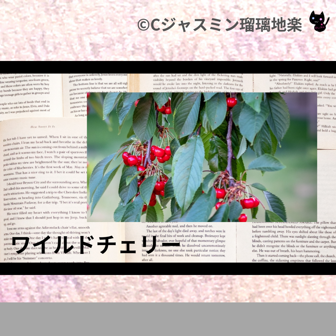 ワイルドチェリー(ハーブ)＠botanical-study.com