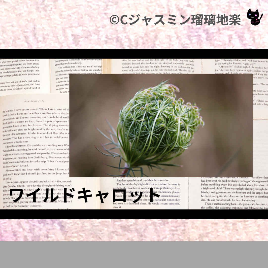 ワイルドキャロット(精油)＠botanical-study.com